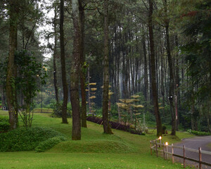 Pine forest tourist destinations in Bogor which can be an option