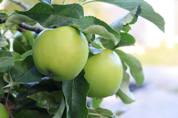 green apples in tree