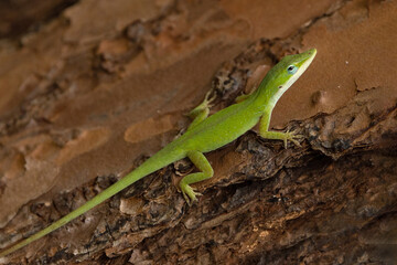 Naklejka na ściany i meble A green anole (Anolis carolinensis), a native Florida lizard, on the bark of a pine tree