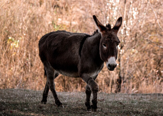 Donkey in a Field