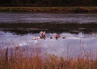 łabędzie na rzece o wschodzie słońca