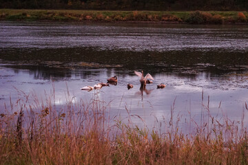 łabędzie na rzece o wschodzie słońca © izuzabela