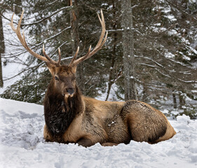 A Big beautiful Elk sleeping and resting in a fresh bed of snow. This  wapiti, is one of the largest species within the deer family. Photographed in beautiful Northern Canada during winter.