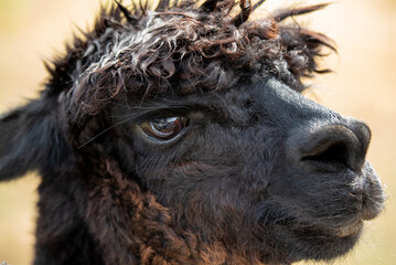 Alpacas