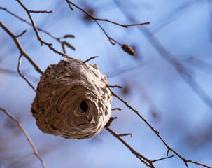 Beehive in a Tree