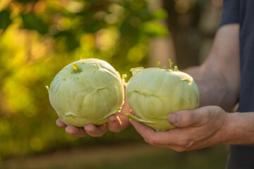 Kohlrabi harvest.Fresh kohlrabi in male hands in a sunny garden.Vegan and vegetarian nutrition...