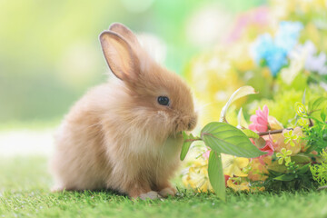 Lovely bunny easter rabbit eating food, vegetables, carrots, baby corn in garden with flowers...