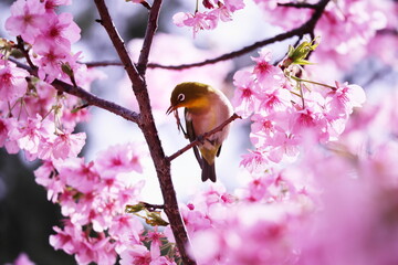 満開の桜と可愛いポーズのメジロ