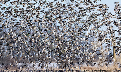 A very large flock of ducks,  thousands of mallard ducks flying and swirling during migration.  A...