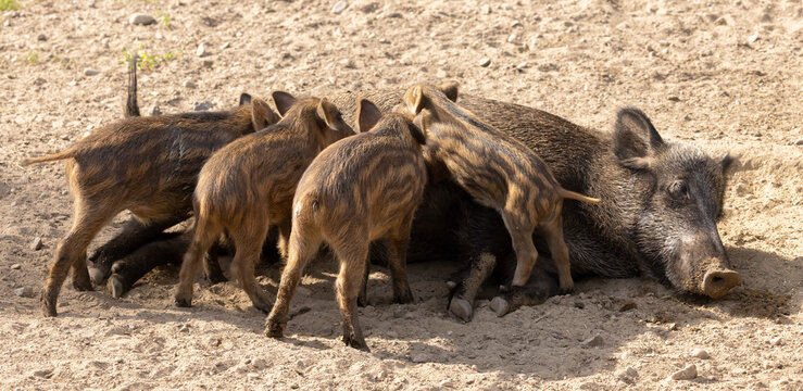 Baby Piglets nursing milk from mom. The boar, also known as the wild swine, common wild pig, Eurasian wild pig, or simply wild pig, is native to much of Eurasia and North Africa. © touchedbylight