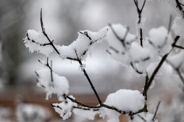 Snow covered branches