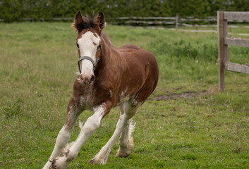 This young foal is a Clydesdale they are powerful draught horses that look impressive when driven as a team, such as the world famous Budweiser Clydesdales.  This is a running foal. - obrazy, fototapety, plakaty