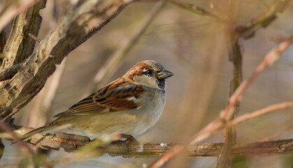 House sparrow on a branch