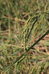 Rice fields in Thailand. Close-up of Thai rice grains.