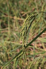 Rice fields in Thailand. Close-up of Thai rice grains.