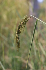 Rice fields in Thailand. Close-up of Thai rice grains.