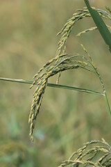 Rice fields in Thailand. Close-up of Thai rice grains.