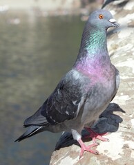 pigeon in the park
