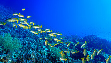 Naklejka premium Underwater photo of schools of fish.