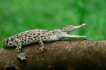 Close up of two baby Saltwater crocodile crocodylus porosus opening its mouth on a tree trunk with bokeh background 