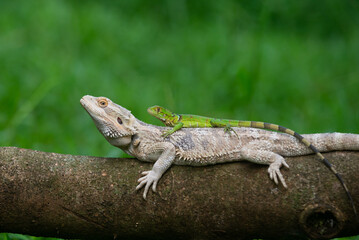 A green iguana ride on a white bearded dragon's back on a tree trunk with bokeh background 