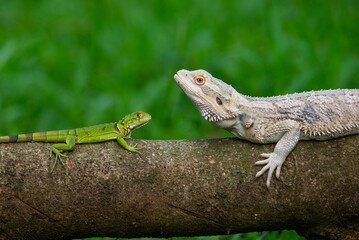 A white bearded dragon facing a green iguana on a tree trunk with bokeh background 