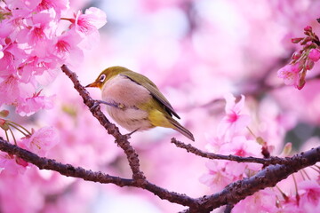 Fototapeta premium 満開の桜の枝にとまったメジロ