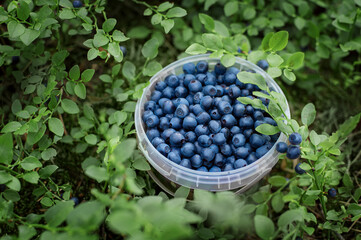Blueberry antioxidant organic superfood. Blueberry Harvest.