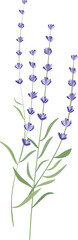 Fototapeta na wymiar lavender isolated