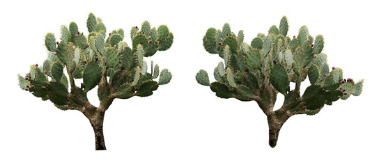 Beautiful cacti on white background, collage. Banner design