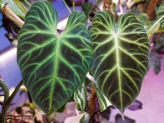 Beautiful leaves of Philodendron Verrucosum dark form, a rare and popular houseplant © Khairil