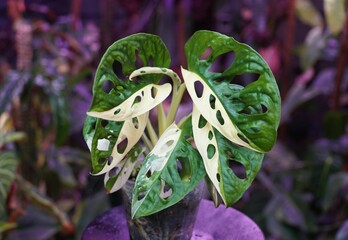 The white and green half moon leaves of variegated Monstera Adansonii © Khairil