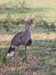 Red-legged seriema standing in the field