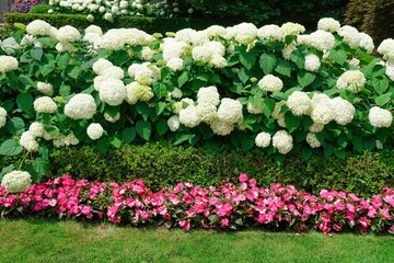 garden border with a hedge of hydrangea bushes and pink impatiens - obrazy, fototapety, plakaty