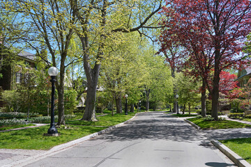 Residential street with mature trees and leaves emerging in spring