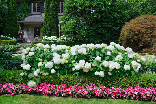 garden border with a hedge of hydrangea bushes and pink impatiens