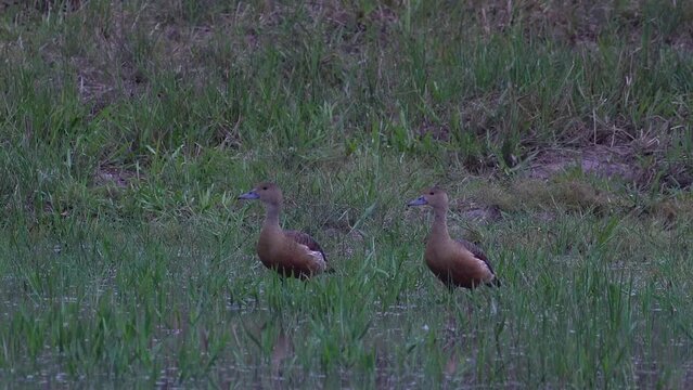 Dendrocygna guttata. Two leopard-whistling ducks dry their feathers, on the edge of a swamp in Way Kambas Forest National Park, Indonesia. species of bird