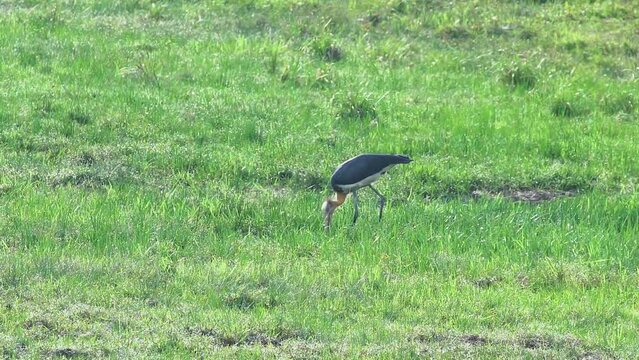 Leptoptilos javanicus. Tongtong storks forage in swampy areas on the outskirts of Indonesia's Way Kambas Forest National Park.