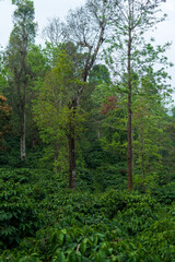 Fototapeta na wymiar Coffee Plantation in Mudigere, India.