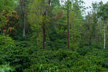 Obraz premium Coffee Plantation in Mudigere, India.