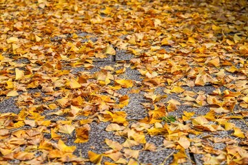 参道の石畳を埋め尽くすイチョウの落葉＠福井