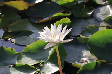 Beautiful lotus flower in a pool; Nymphaea sp.