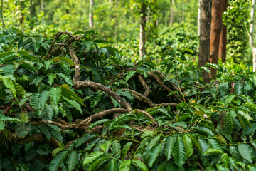 Fototapeta premium Coffee Plantation in Mudigere, India.