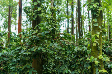 Coffee Plantation in Mudigere, India.