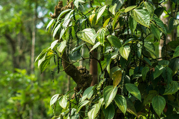 Black pepper - plant with green berries and leaves (Mudigere, Karnataka, India)