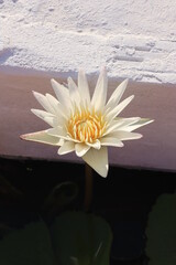 Beautiful lotus flower in a pool; Nymphaea sp.