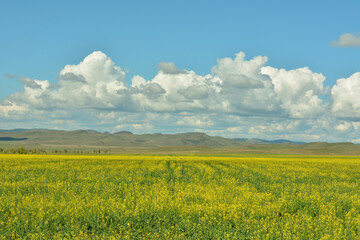 Obraz premium A huge steppe sown with rapeseed at the foot of a mountain range on a warm summer day.