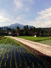 Rice fields, irrigation and mountains. Sumedang, West Java, Indonesia