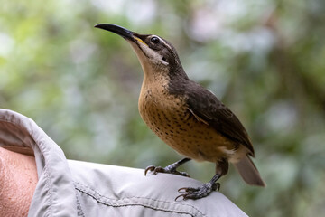 Female Victoria's Riflebird perched on a persons shoulder