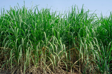 sugar cane field, sugarcane in the field growing